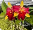 Rlc. Amazing Thailand Red Star